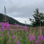 Hala Gąsienicowa - Zakopane